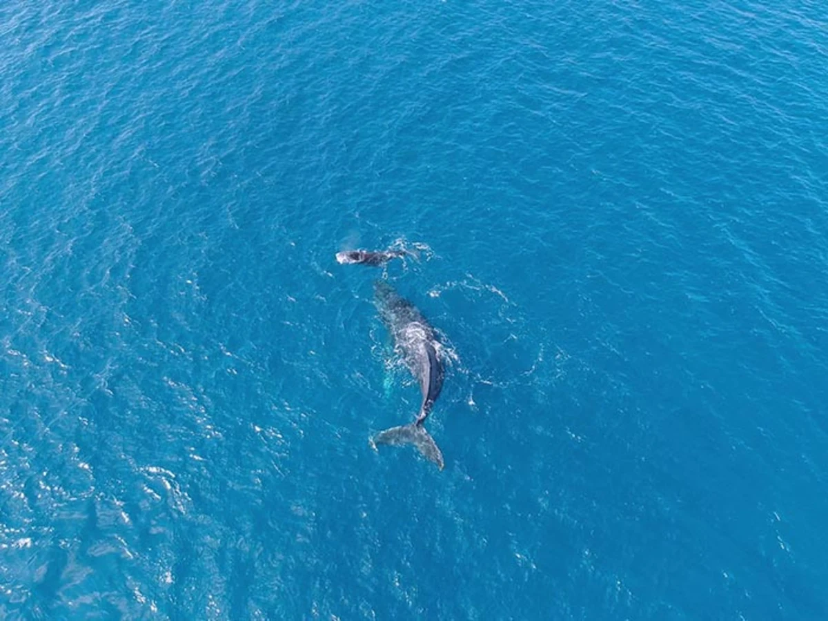 くじらの海